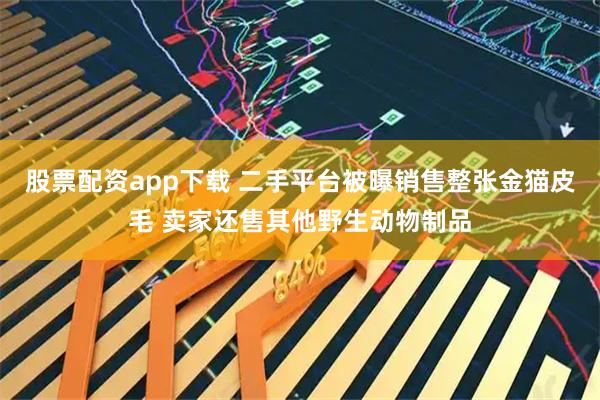 股票配资app下载 二手平台被曝销售整张金猫皮毛 卖家还售其他野生动物制品